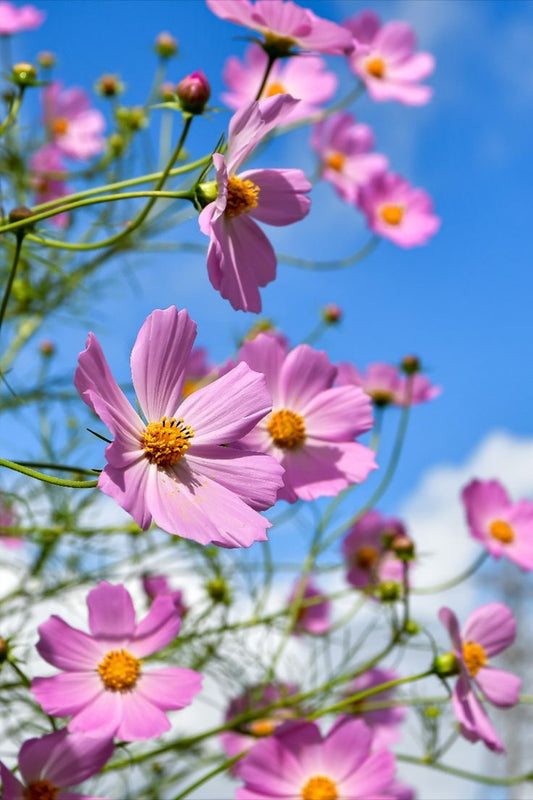 cosmos